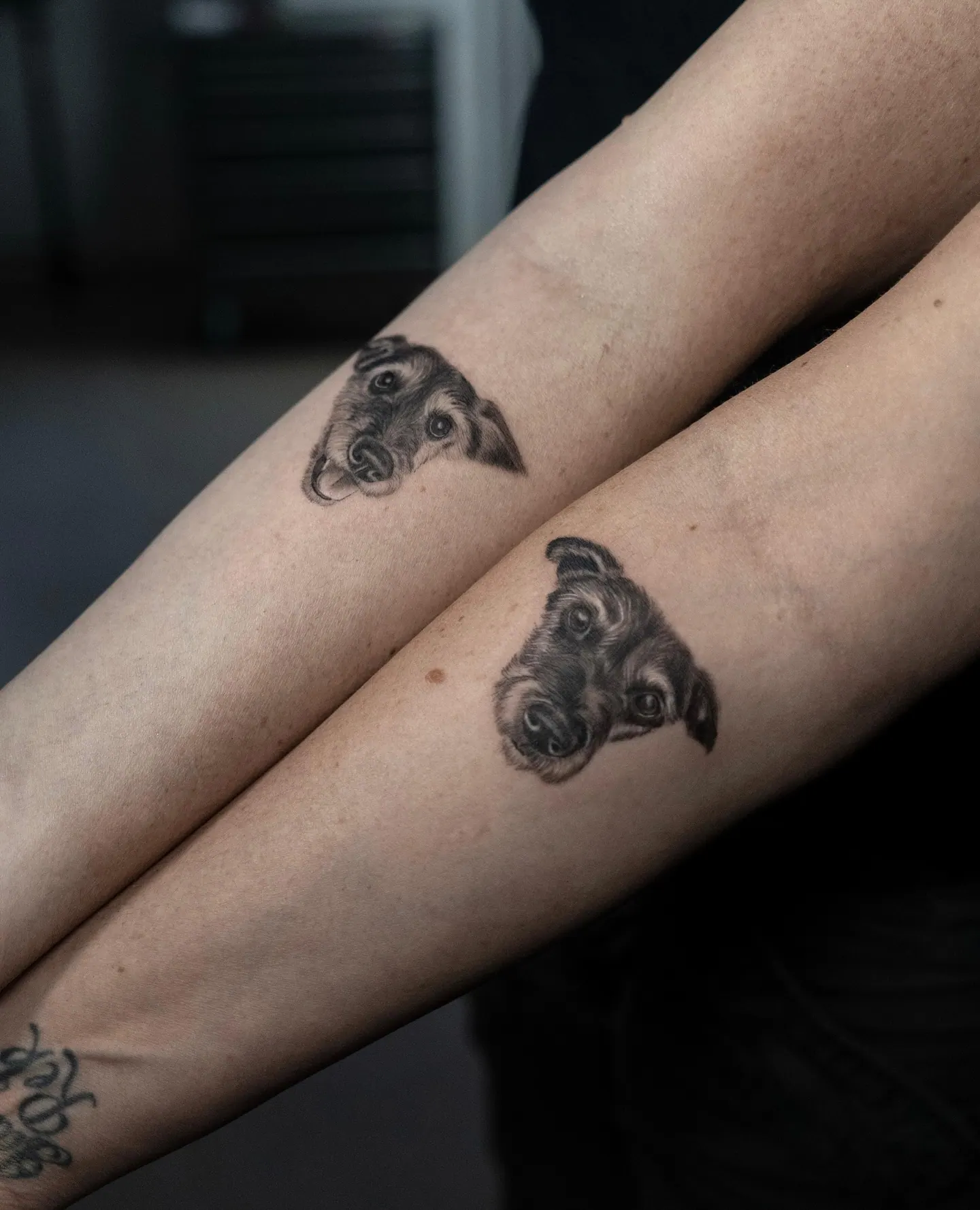 Zwei gleiche realistische Hundeportrait Tattoos auf zwei Unterarmen