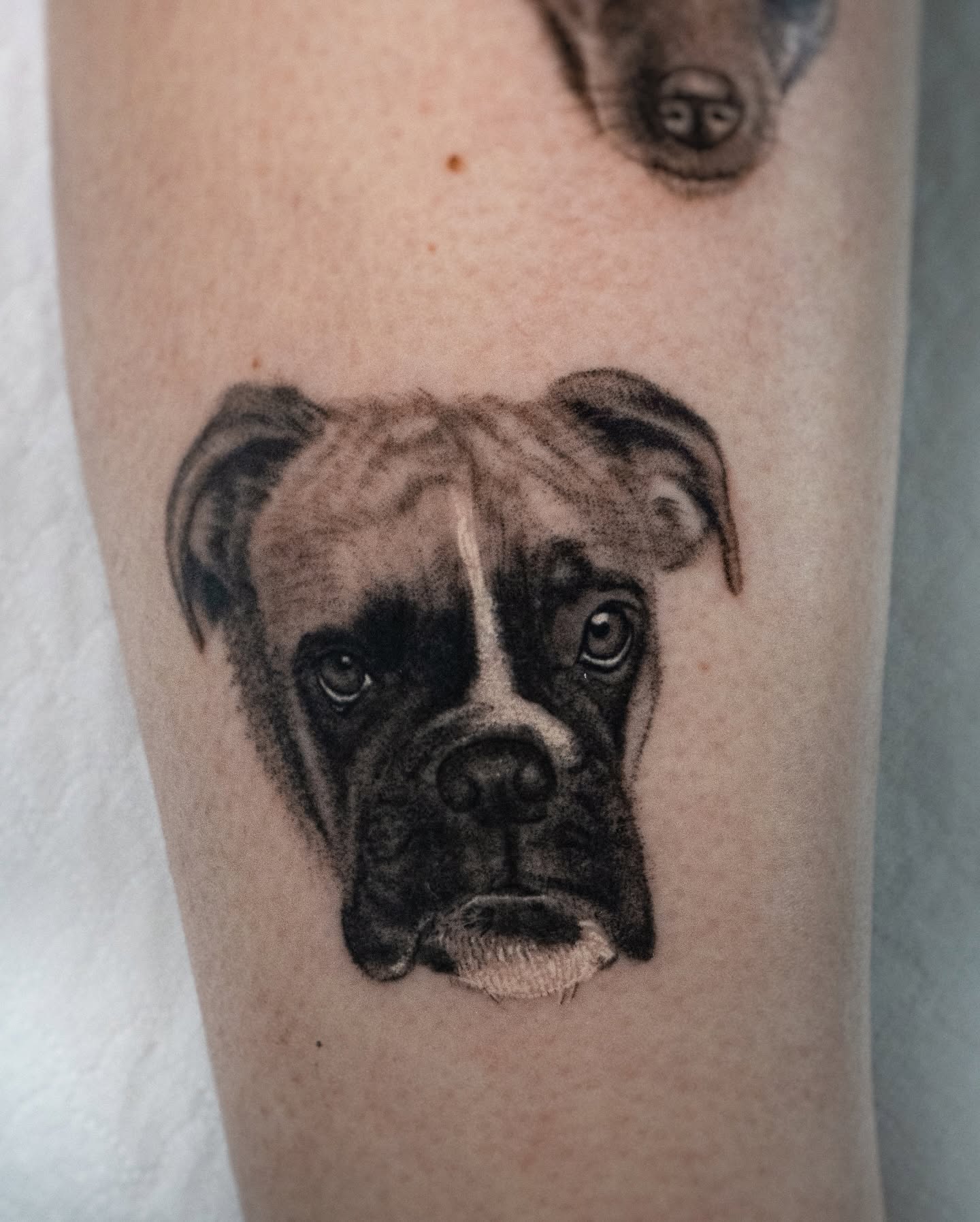 Realistisches Boxer-Portrait-Tattoo neben dem echten Hund