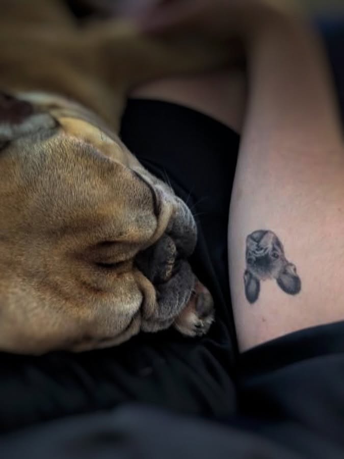 Französische Bulldogge neben ihrem Portrait-Tattoo