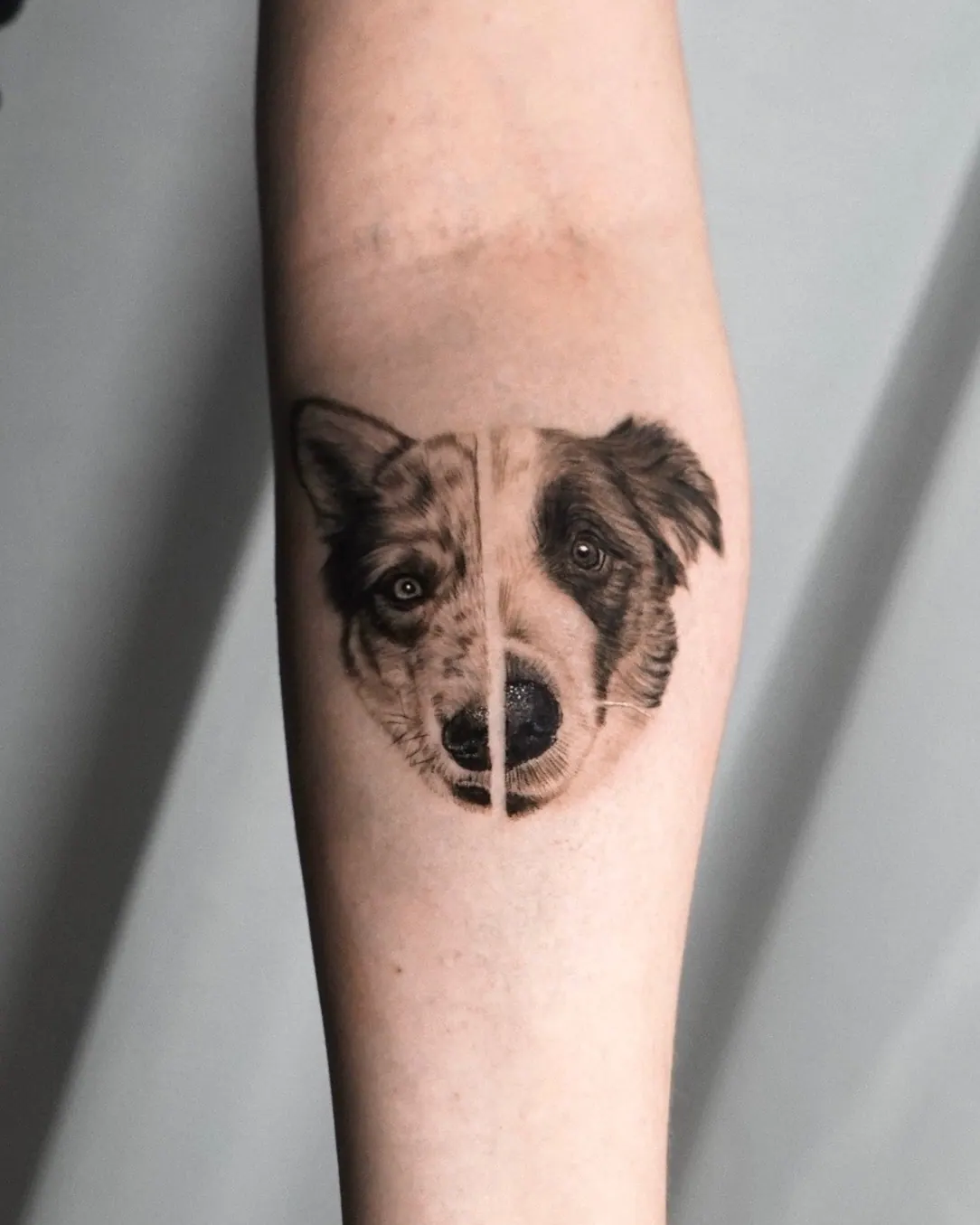 Australian Shepherd Split-Face Hundeportrait