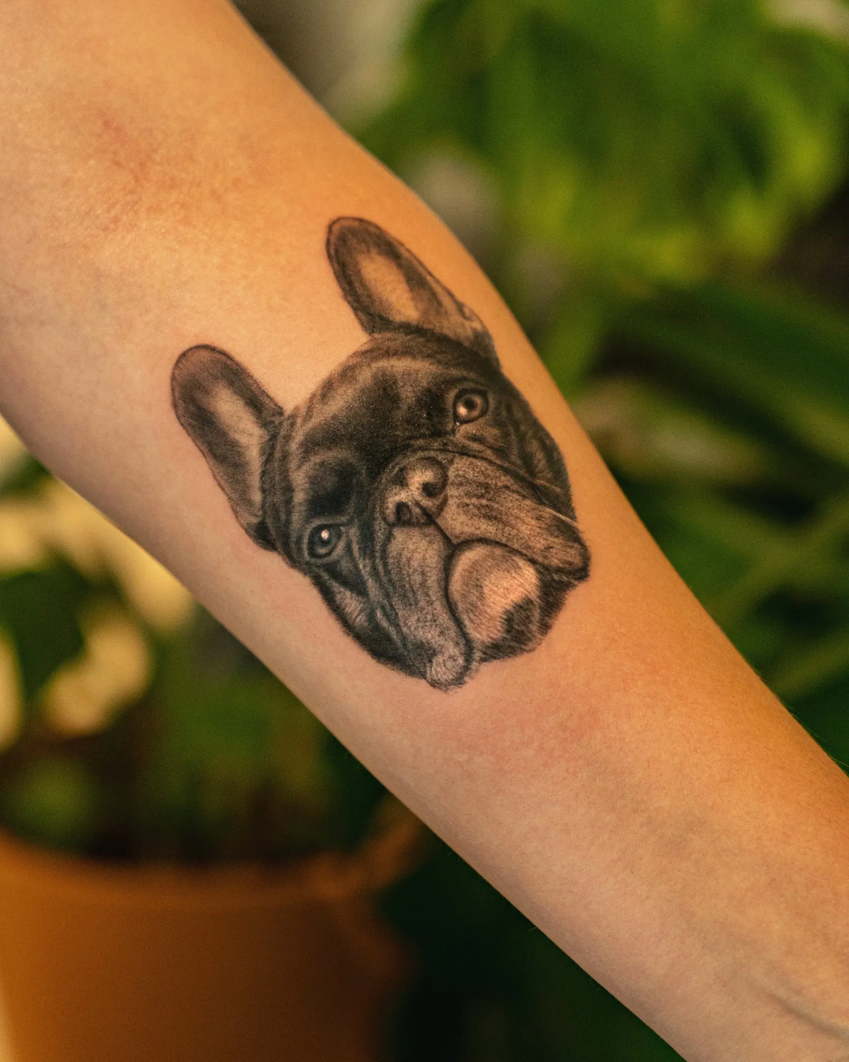 Französische Bulldogge realistisches Hundeportrait