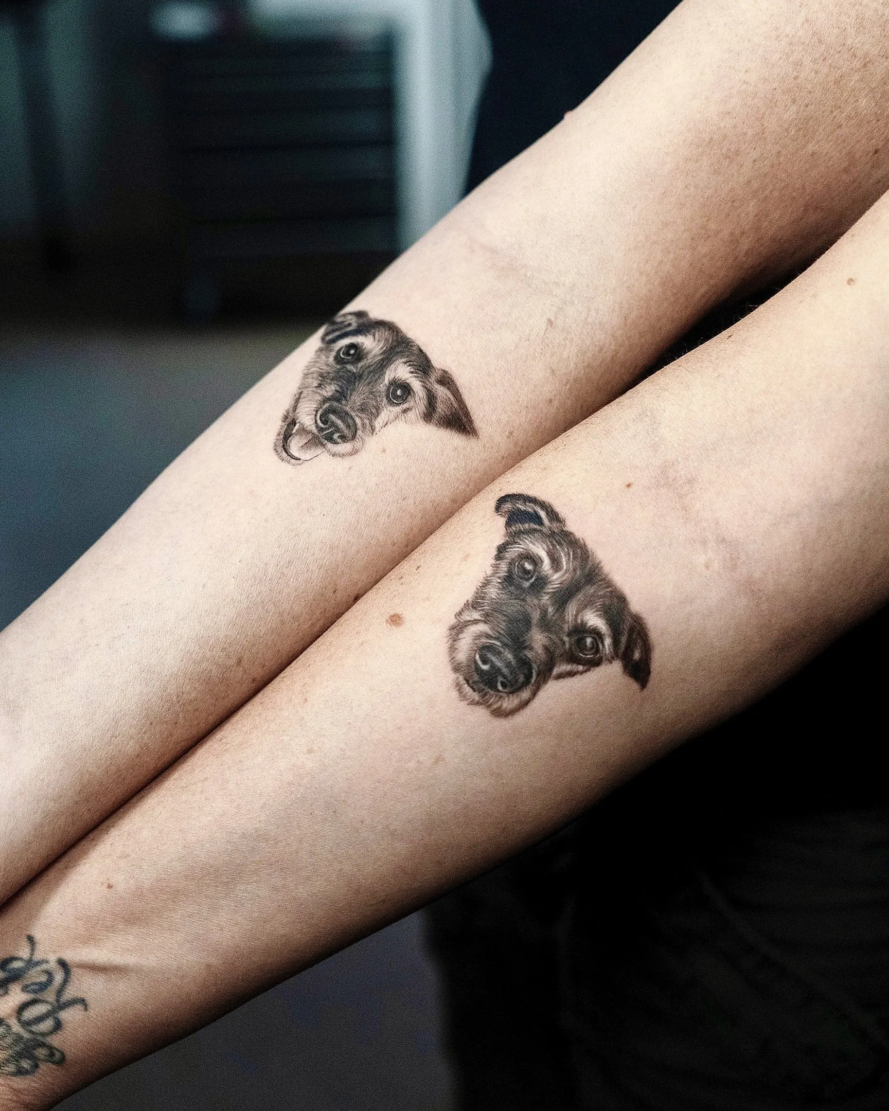 Matching Jack Russell Hundeportraits zwei Arme