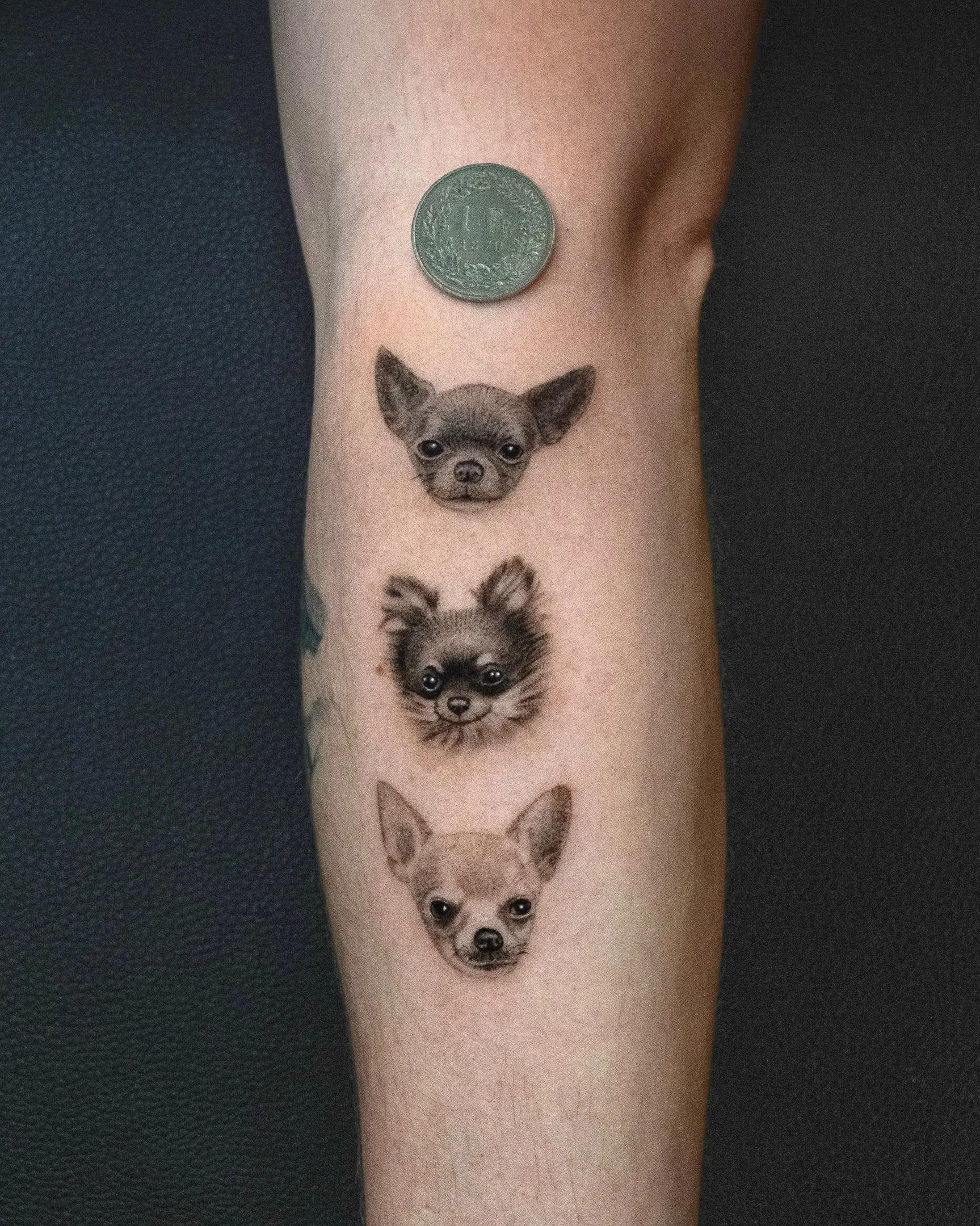 Mehrere Chihuahua Hundeportraits Microrealism