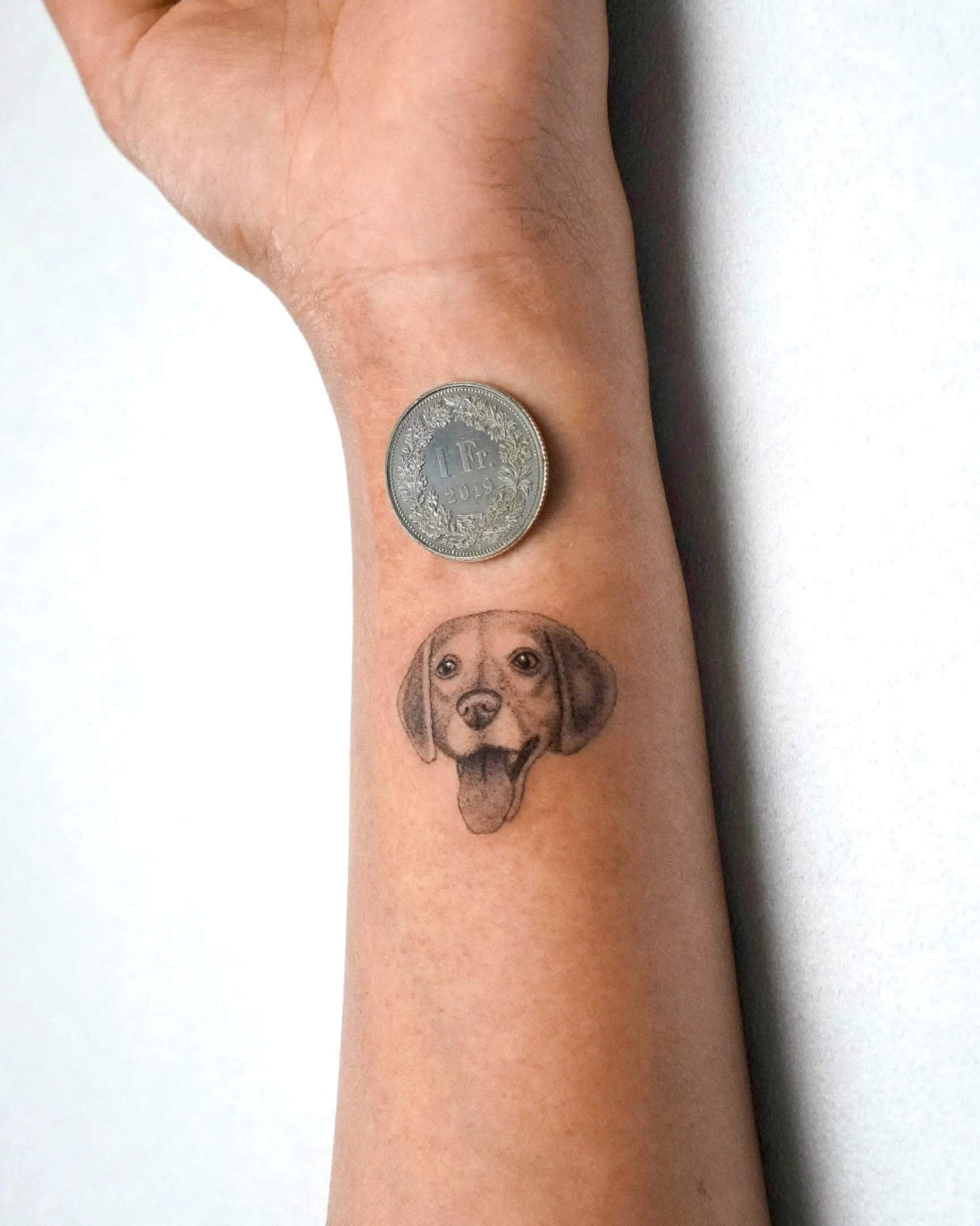 Beagle Welpen Hundeportrait mit Münze