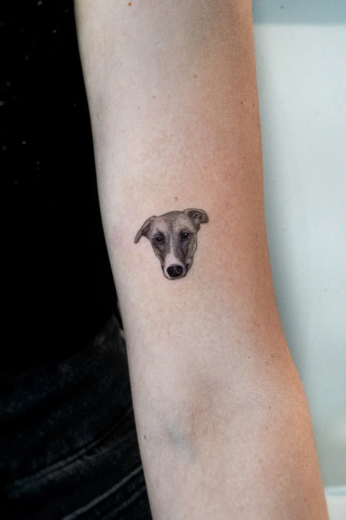 Greyhound Hundeportrait Fineline Tattoo