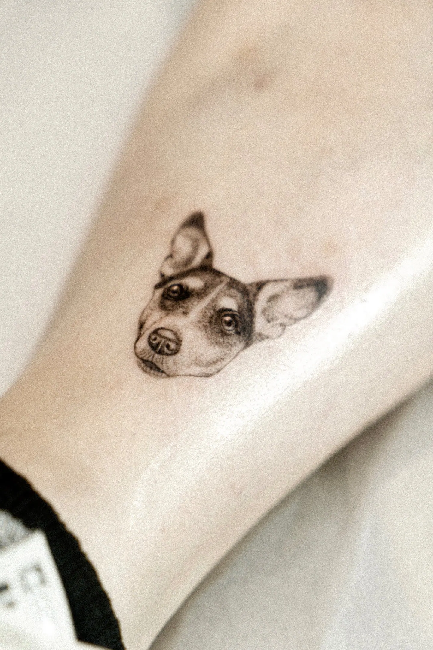 Jack Russell Hundeportrait Tattoo