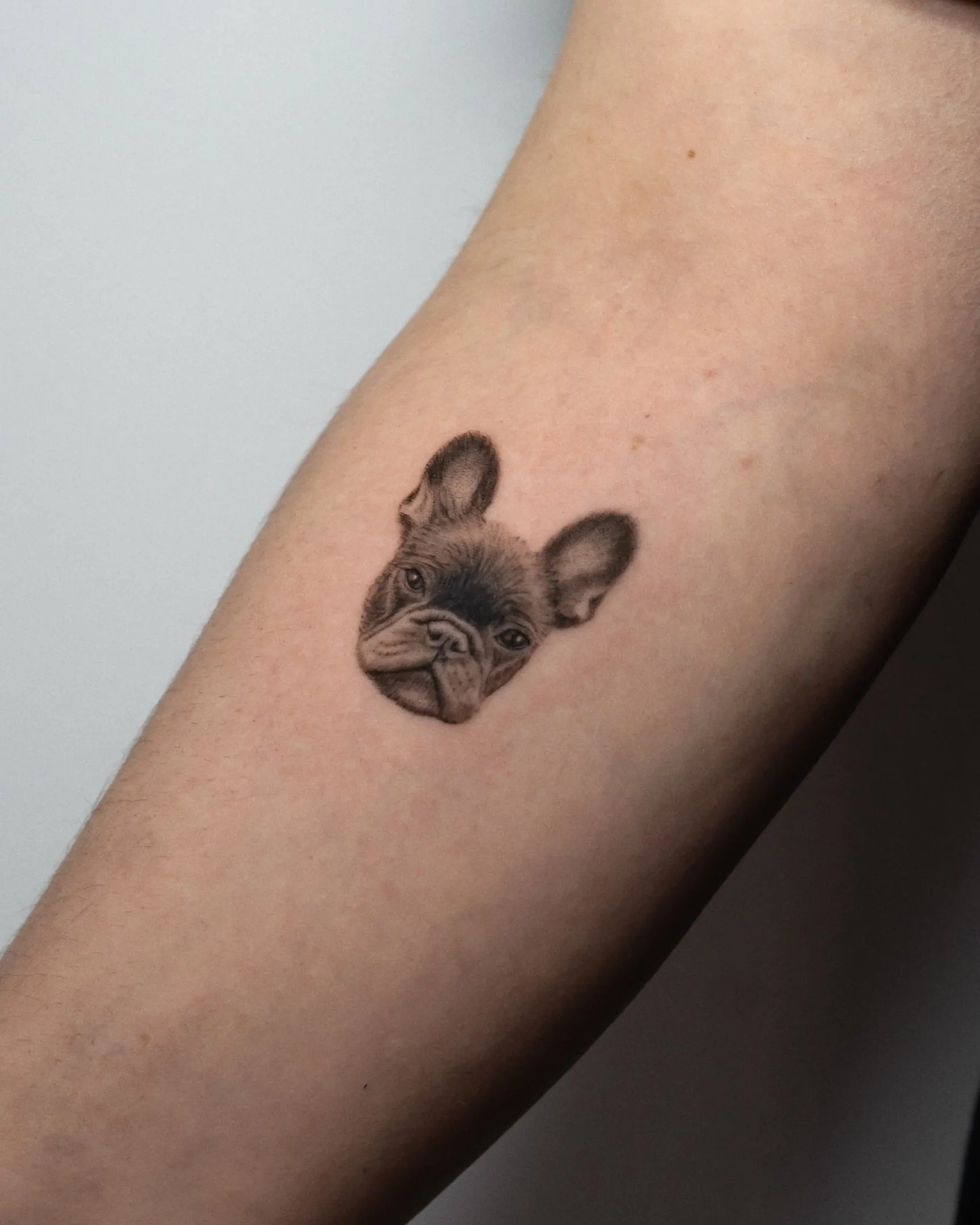 Französische Bulldogge klein Hundeportrait