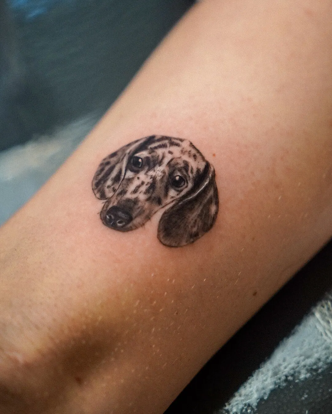 Dachshund Mini Hundeportrait Tattoo realistisch