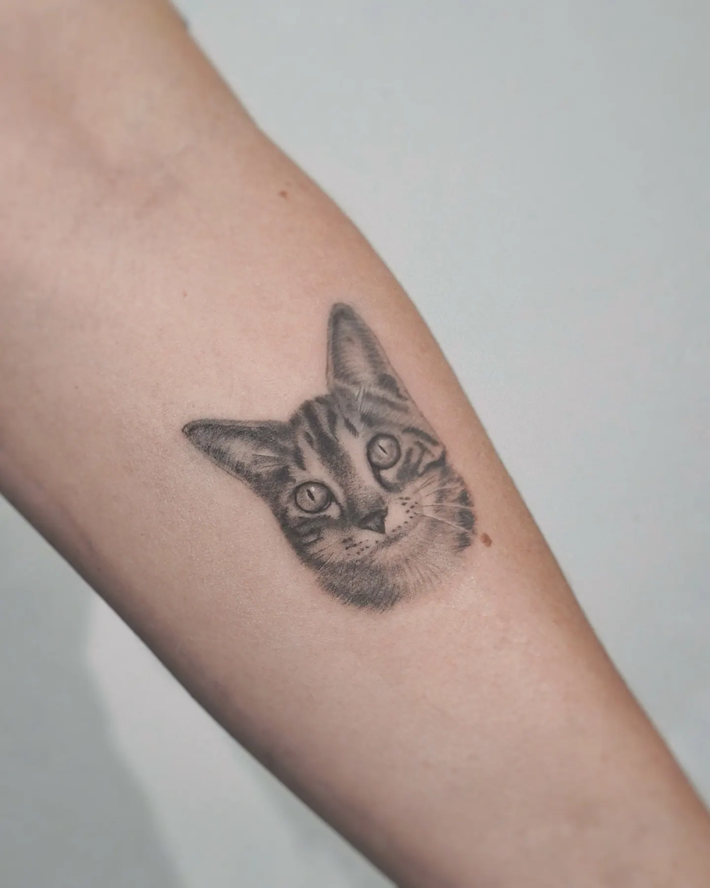 Tabby Katze medium realistisch Tattoo