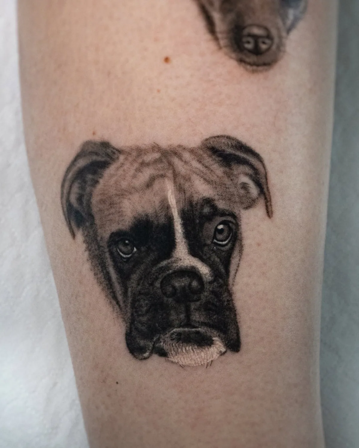 Detailed microrealism Boxer dog portrait tattoo on forearm, 6–8 cm, Zürich